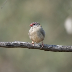 Neochmia temporalis at Kaleen, ACT - 14 Feb 2021 10:42 AM