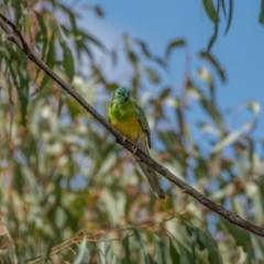 Psephotus haematonotus (Red-rumped Parrot) at Gungaderra Grasslands - 14 Feb 2021 by trevsci