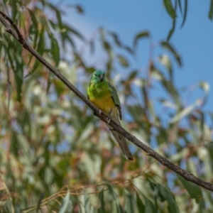 Psephotus haematonotus at Kaleen, ACT - 14 Feb 2021 11:32 AM