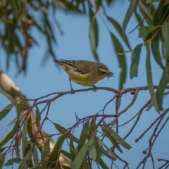 Pardalotus striatus (Striated Pardalote) at Jacka, ACT - 14 Feb 2021 by trevsci