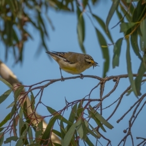 Pardalotus striatus at Jacka, ACT - 14 Feb 2021