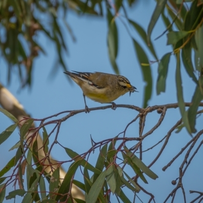 Pardalotus striatus (Striated Pardalote) at Jacka, ACT - 14 Feb 2021 by trevsci