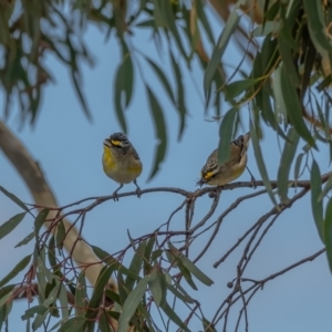 Pardalotus striatus at Jacka, ACT - 14 Feb 2021