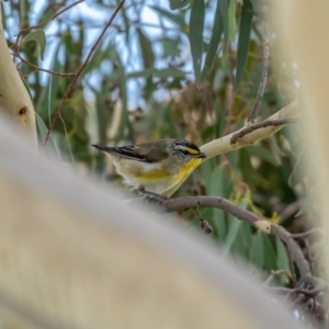 Pardalotus striatus at Jacka, ACT - 14 Feb 2021