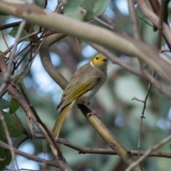 Ptilotula penicillata (White-plumed Honeyeater) at Gungaderra Grasslands - 13 Feb 2021 by trevsci