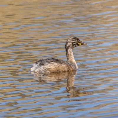 Tachybaptus novaehollandiae (Australasian Grebe) at Gungaderra Grasslands - 14 Feb 2021 by trevsci