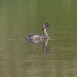 Tachybaptus novaehollandiae at Crace, ACT - 14 Feb 2021