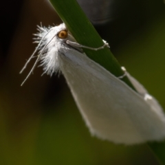 Tipanaea patulella (A Crambid moth) at Gungaderra Grasslands - 14 Feb 2021 by trevsci