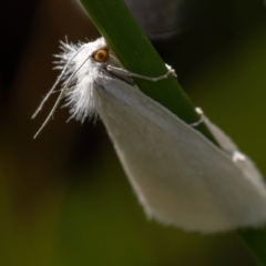 Tipanaea patulella (The White Crambid moth) at Gungaderra Grasslands - 14 Feb 2021 by trevsci