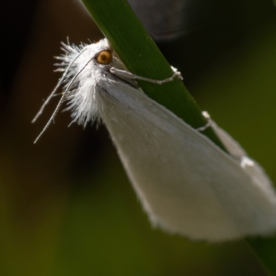 Tipanaea patulella (A Crambid moth) at Gungaderra Grasslands - 14 Feb 2021 by trevsci
