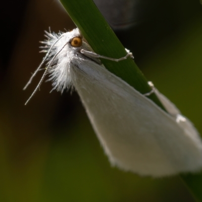 Tipanaea patulella (The White Crambid moth) at Kaleen, ACT - 14 Feb 2021 by trevsci