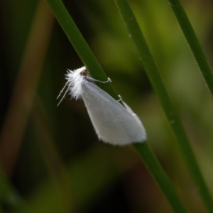 Tipanaea patulella at Kaleen, ACT - 14 Feb 2021 11:20 AM