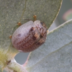 Paropsisterna m-fuscum (Eucalyptus Leaf Beetle) at Fyshwick, ACT - 9 Feb 2021 by AlisonMilton