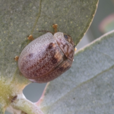 Paropsisterna m-fuscum (Eucalyptus Leaf Beetle) at Fyshwick, ACT - 10 Feb 2021 by AlisonMilton