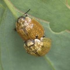 Paropsisterna cloelia (Eucalyptus variegated beetle) at Fyshwick, ACT - 10 Feb 2021 by AlisonMilton