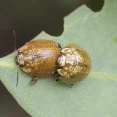 Paropsisterna cloelia at Fyshwick, ACT - 10 Feb 2021