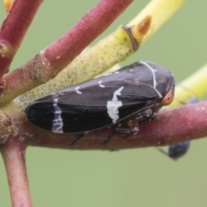 Eurymeloides punctata at Fyshwick, ACT - 10 Feb 2021