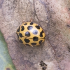 Harmonia conformis (Common Spotted Ladybird) at Fyshwick, ACT - 9 Feb 2021 by AlisonMilton