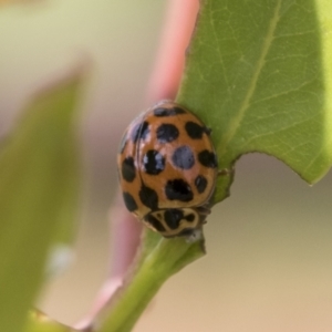 Harmonia conformis at Fyshwick, ACT - 10 Feb 2021 10:39 AM