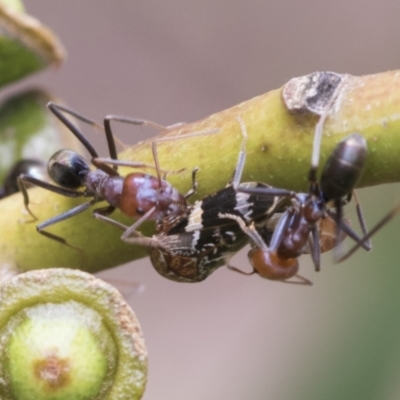 Iridomyrmex purpureus (Meat Ant) at Fyshwick, ACT - 10 Feb 2021 by AlisonMilton