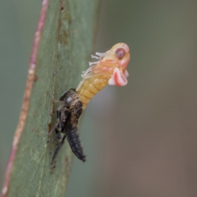 Cicadellidae (family) (Unidentified leafhopper) at Fyshwick, ACT - 10 Feb 2021 by AlisonMilton