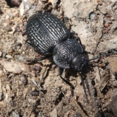 Adelium porcatum (Darkling Beetle) at Jacka, ACT - 14 Feb 2021 by HarveyPerkins