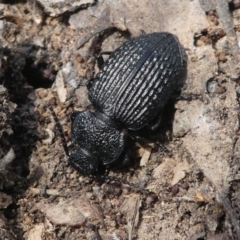 Adelium porcatum at Jacka, ACT - 14 Feb 2021 02:20 PM