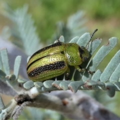 Calomela vittata (Acacia leaf beetle) at Jacka, ACT - 14 Feb 2021 by HarveyPerkins