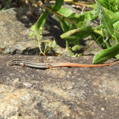 Ctenotus taeniolatus (Copper-tailed Skink) at Acton, ACT - 10 Feb 2021 by MatthewFrawley