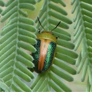 Calomela parilis at Jacka, ACT - 14 Feb 2021 12:35 PM