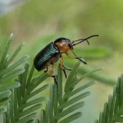 Aporocera (Aporocera) consors at Jacka, ACT - 14 Feb 2021