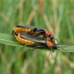 Chauliognathus tricolor (Tricolor soldier beetle) at Jacka, ACT - 14 Feb 2021 by HarveyPerkins