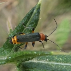 Chauliognathus tricolor at Jacka, ACT - 14 Feb 2021