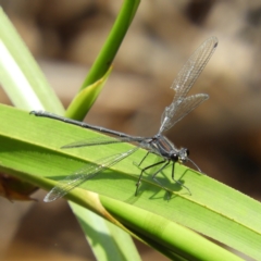 Austroargiolestes icteromelas (Common Flatwing) at ANBG - 10 Feb 2021 by MatthewFrawley