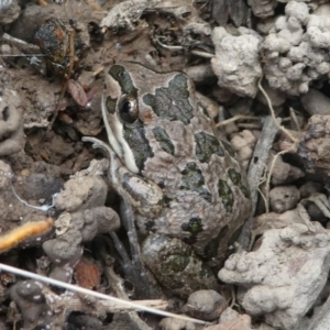 Limnodynastes tasmaniensis at Jacka, ACT - 14 Feb 2021 01:50 PM