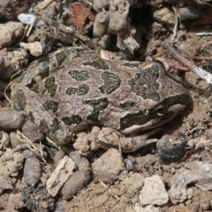 Limnodynastes tasmaniensis at Jacka, ACT - 14 Feb 2021 01:50 PM