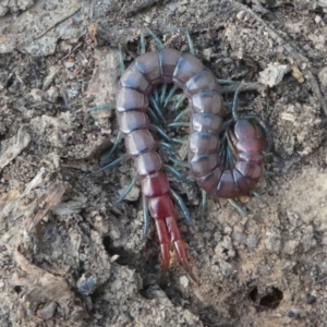 Scolopendra sp. (genus) at Jacka, ACT - 14 Feb 2021 02:19 PM