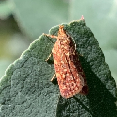 Syringoseca rhodoxantha (A concealer moth) at Murrumbateman, NSW - 15 Feb 2021 by SimoneC