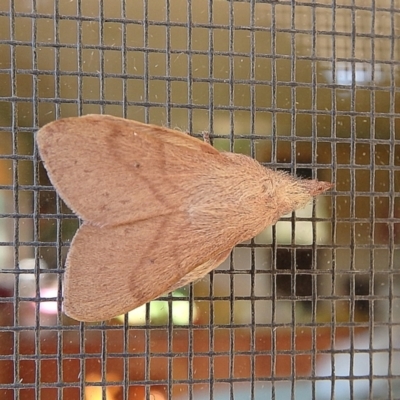 Pararguda nasuta (Wattle Snout Moth) at Crooked Corner, NSW - 2 Oct 2015 by Milly