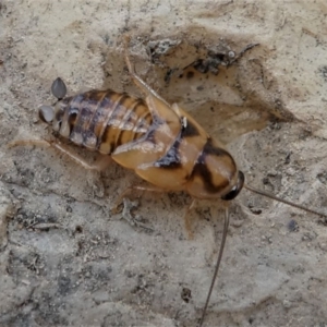 Robshelfordia sp. (genus) at Jacka, ACT - 14 Feb 2021