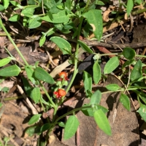 Einadia nutans subsp. nutans at Murrumbateman, NSW - 15 Feb 2021