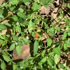 Einadia nutans subsp. nutans at Murrumbateman, NSW - 15 Feb 2021