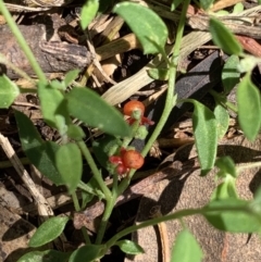 Einadia nutans subsp. nutans at Murrumbateman, NSW - 15 Feb 2021