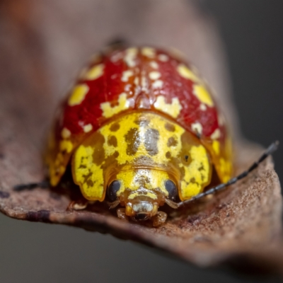 Paropsis maculata (Spotted leaf beetle) at Palerang, NSW - 14 Feb 2021 by Boagshoags