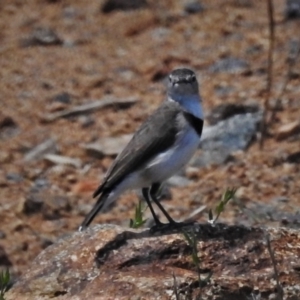 Epthianura albifrons at Molonglo Valley, ACT - 15 Feb 2021 02:06 PM