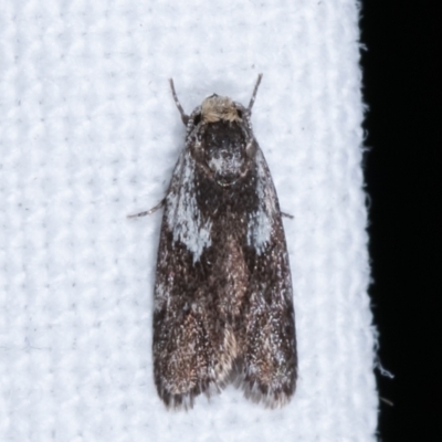 Phylomictis maligna (A Stenomatinae moth) at Melba, ACT - 14 Feb 2021 by kasiaaus