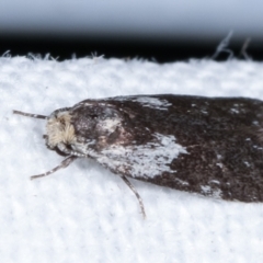 Phylomictis maligna at Melba, ACT - 14 Feb 2021 11:10 PM