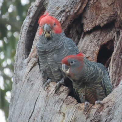 Callocephalon fimbriatum (Gang-gang Cockatoo) at GG149 - 15 Feb 2021 by roymcd