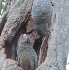 Callocephalon fimbriatum at Red Hill, ACT - suppressed