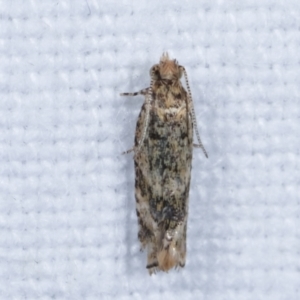 Olethreutinae (subfamily) at Melba, ACT - 14 Feb 2021
